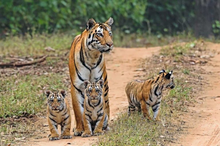 HS-Naina-Cubs-Tiger-Safari-India